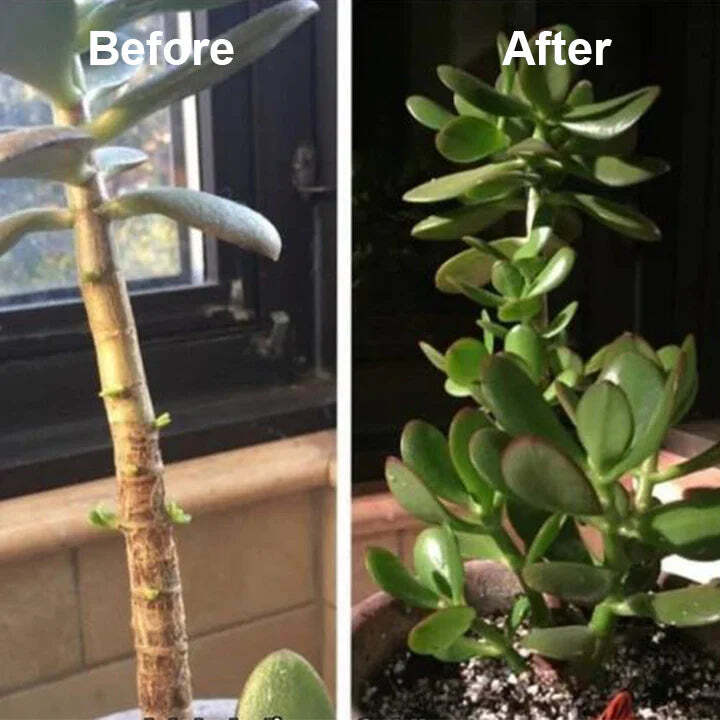 2+1 Free | Faster Plant Recovery